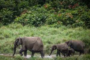 Trunk call: Forest elephants are one of the treasures in Gabons national parks.  By Amaury HAUCHARD (AFP)