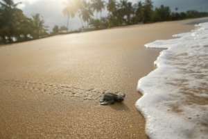Turtle nests are threatened by coastal erosion due to encroaching sea levels, or myriad predators such as crabs and birds.  By Cyril VILLEMAIN (AFP)