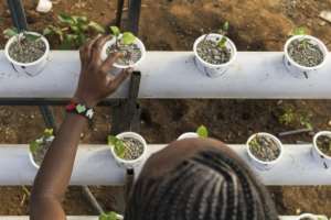 Using organic insect-based fertiliser helps avoid soil degradation, which is widespread in east Africa.  By Tony KARUMBA (AFP)