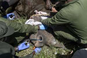 Vets rush to take care of the rhino while it is out.  By Tony KARUMBA (AFP)