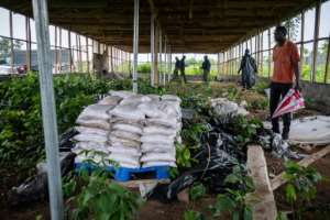 West Africa in recent years has emerged as a transit point from drugs making their way from South America to Europe.  By TOYIN ADEDOKUN (AFP)