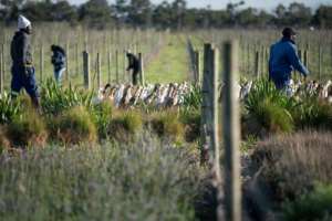When there are grapes on the vines, the ducks are diverted to the irrigation dams.  By RODGER BOSCH (AFP)