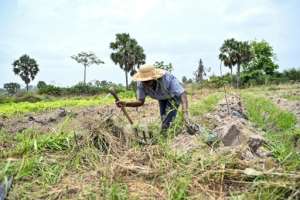 Women wanting to farm in Ivory Coast can face cultural barriers, such as an unofficial ban on inheriting land.  By Sia KAMBOU (AFP)