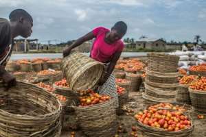 Workers at a roadside in Grand-Popo fill baskets with unwanted tomatoes.  By Yannick FOLY (AFP)