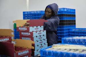 Zimbabwe dispatched its first shipment of blueberries to China in July.  By Jekesai NJIKIZANA (AFP)