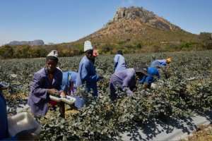 Zimbabwe expects to export about 12,000 tonnes of blueberries.  By Jekesai NJIKIZANA (AFP)