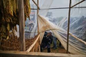 Zimbabwe wants to grow its tobacco output and increase domestic value addition of the crop, which is largely exported.  By Zinyange Auntony (AFP)