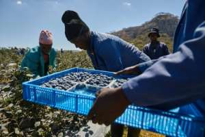 Zimbabwean blueberries already reach European, British and Middle Eastern markets.  By Jekesai NJIKIZANA (AFP)