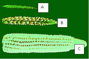 Fig.1 Different stages of corn domestication.