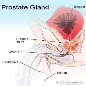 prostate gland