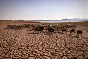 A herd of sheep walk over cracked earth at Al Massira Dam. By FADEL SENNA AFP