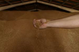 A Russian naval blockade of Ukraine's Black Sea ports has stopped grain shipments and led to a burgeoning global food shortage. By Oleksandr GIMANOV AFP