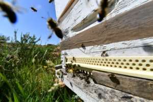 According to the UN's Food and Agriculture Organization, three quarters of the world's main crops depend on pollinators -- but the insects are in decline worldwide. By FETHI BELAID AFP