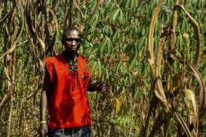 After being routed in the cities, the rebels changed tactics and are now carrying out guerrilla actions in the countryside. By Barbara DEBOUT AFP