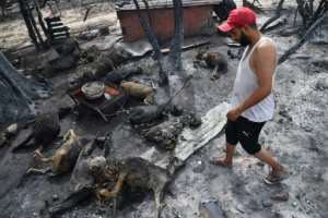 Algerian farmer Hamdi Gemidi checks charred animals at his farm on the outskirts of El Tarf city, August 18, 2022. By - AFP