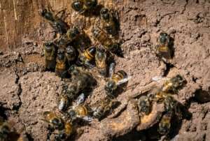 Bees at Inzerki in Morocco: the collective beehive sits on a sunny hillside in the heart of the Arganeraie Biosphere Reserve. By FADEL SENNA AFP