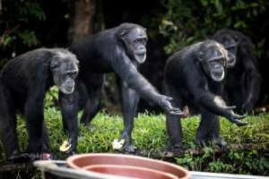 Chimps on one of the islands hold out their hands to catch food. By JOHN WESSELS AFP