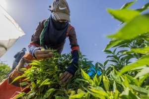 Egyptian smallholders wield little negotiating power in the marketplace making it difficult for them to avoid sliding into debt. By Khaled DESOUKI AFP