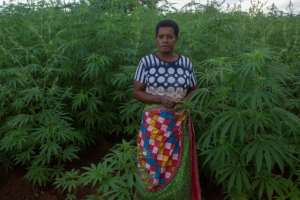 Falice Nkhoma, who is part of the Tilitonse Cooperative for Cannabis Growers, hopes cannabis farming will bring 'good returns'. By Amos Gumulira AFP