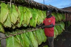 Government statistics say over 70 percent of Malawi's export income comes from tobacco. By Amos Gumulira AFP