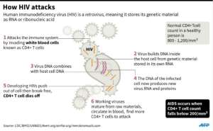 How HIV attacks. By AFP