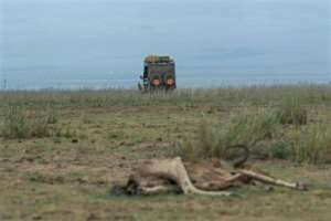 Hundreds of elephants, wildebeest, zebras and giraffes have died because of the drought this year. By Tony KARUMBA AFP