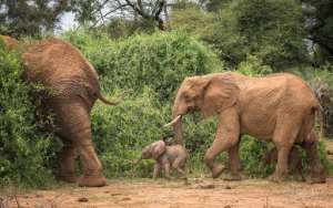 Just one-in-100 elephant births result in twins. By Jane Wynyard SAVE THE ELEPHANTSAFP