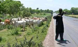 Many Fulani have a background as semi-nomadic herders -- a status that often leads to marginalisation and friction with sedentary farmers. By Issouf SANOGO AFP