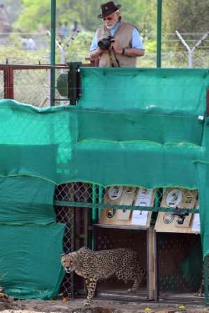 Officials say the project is the world's first intercontinental relocation of cheetahs. By - PIBAFP