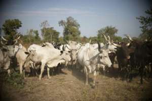 Out of fear they would be taxed, looted or killed, many herders joined the group or relied on 3R to back them in their long-running clashes with sedentary farmers. By Barbara DEBOUT AFP