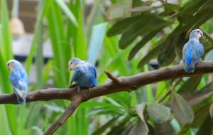Over 100 birds of 13 different species currently inhabit the reserve. By - Khartoum Marshall Nature ReserveAFP