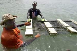 Pioneer: Ousmane Fall, left, has started an oyster farm in the Somone lagoon in southern Senegal. By SEYLLOU AFP