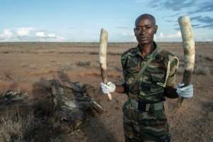 Rangers use axes to remove elephants' tusks to prevent poachers from taking them. By Tony KARUMBA AFP