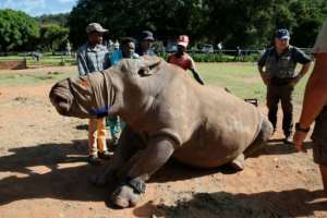 Rescuers named the bull Sehawukele, meaning 'God have mercy on us'. By Phill Magakoe AFP