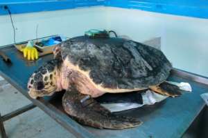Scientists glued a tracking monitor to one of the turtle's shells. By HOUSSEM ZOUARI AFP