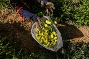 Smallholders cultivating plots no bigger than a football pitch produce nearly half of Egypt's field crops, making their role key in making up for any shortfall in imports. By Khaled DESOUKI AFP