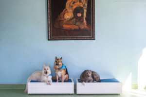 Some politicians complain that whites care more about their pets than the majority of their impoverished black compatriots.. By Alessandro iovino AFP