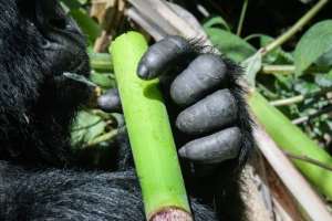 Stronger security measures and efforts to win over local villagers have helped turn the mountain gorilla's fortunes around. By Simon MAINA AFP