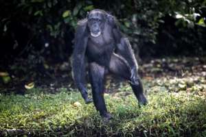 The chimps may have a happy life today, but carers say they bear the invisible marks of trauma. Many spent years in cages and were used for lab tests. By JOHN WESSELS AFP