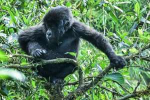 The mountain gorilla is now listed as 'endangered' by the International Union for Conservation of Nature rather than 'critically endangered'. By Simon MAINA AFP