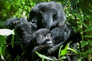 The primates are now more accustomed to humans. By Simon MAINA AFP