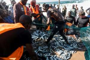 The reason behind the sardine run is not exactly known, but scientists believe it is linked to their reproductive cycle. By RAJESH JANTILAL AFPFile
