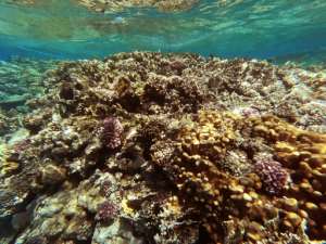 The Red Sea is home to some 209 different types of coral reefs, according to Egypt's environment ministry. By Khaled DESOUKI AFP