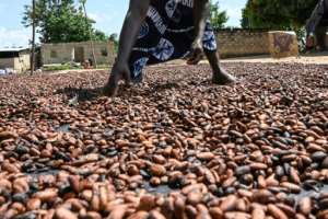 The two biggest cocoa producers have set down demands for manufacturers to pay higher prices for their growers. By Sia KAMBOU AFP