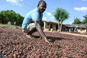 The two countries are threatening to punish corporations by barring them from visiting plantations to estimate harvests -- a key factor in cocoa price forecasting. By Sia KAMBOU AFP