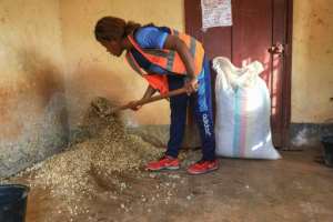 To obtain the soil-free culture, corn cobs are mixed with nutrients such as bran flour, wheat and ox blood. By Daniel Beloumou Olomo AFP
