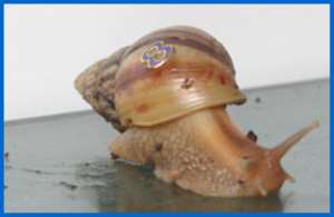Farmers attend school on snail farming