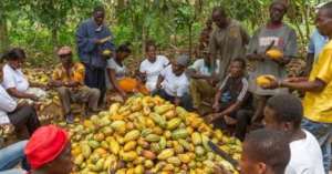 Govt Must Leave Cocoa Pricing To Farmers
