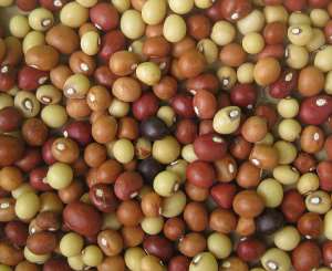 Bambara groundnut - Source: