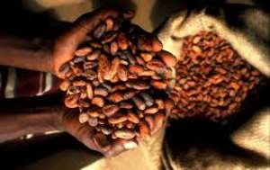Govt Increases Producer Price Of Cocoa By 11